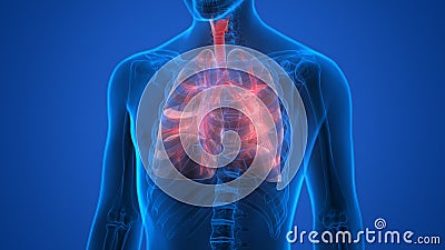 Human Body Organs (Lungs) Stock Photo