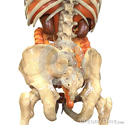 Human Body Organs (Lungs, Liver, Large and Small Intestine with Kidneys) Stock Photo