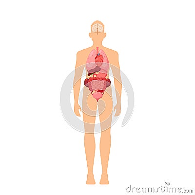 Human Body Organs Medical Infographics Chart, Educational Male Anatomy, Physiology Information. Man Inner View Vector Illustration