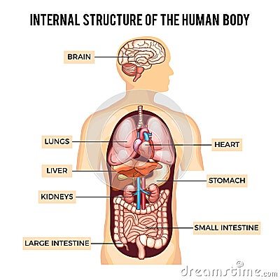 Human body and organs systems. Vector infographic Vector Illustration