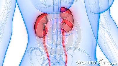 Human Body Organs Urinary System Kidneys Anatomy Stock Photo