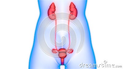 Human Body Organs Urinary System Kidneys Anatomy Stock Photo