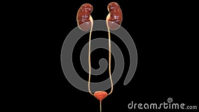 Human Body Organs Urinary System Kidneys Anatomy Stock Photo