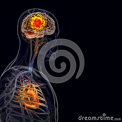 The human body (organs) by X-rays on black background Stock Photo