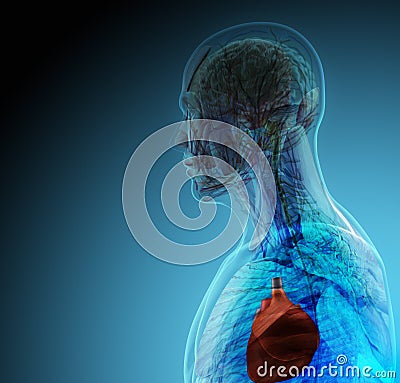 The human body (organs) by X-rays on blue background Stock Photo