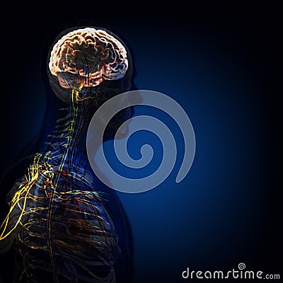 The human body (organs) by X-rays on blue background Stock Photo