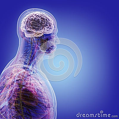 The human body (organs) by X-rays on blue background Stock Photo