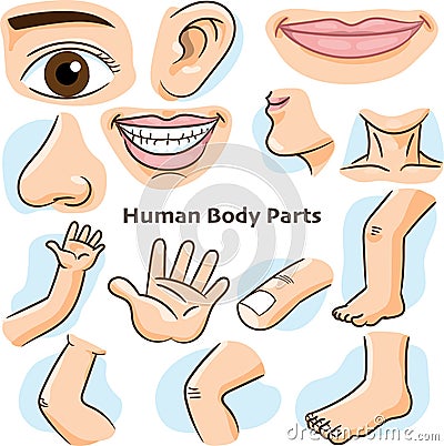 Human body parts - Vector Illustration Vector Illustration