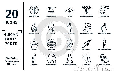 human.body.parts linear icon set. includes thin line brain upper view, digestive system, hip bone, kneecap, fetus in an uterus, Vector Illustration