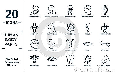 human.body.parts linear icon set. includes thin line human abdomen, bones joint, male head side view with brains, human uterus, Vector Illustration