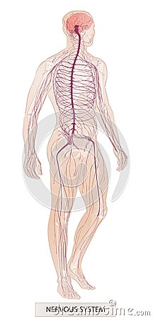 Human system. Human body parts. Man anatomy. Hand drown vector sketch illustration isolated Vector Illustration