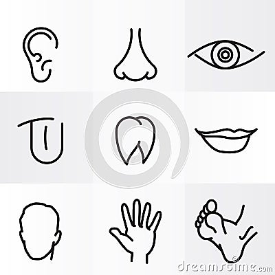 Human body parts Stock Photo