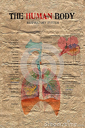 Human body respiratory system Stock Photo
