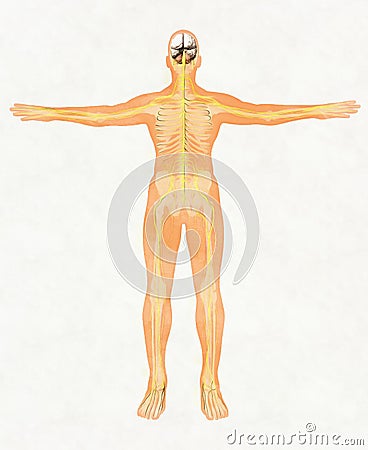 Human body silhouette and nervous system Stock Photo