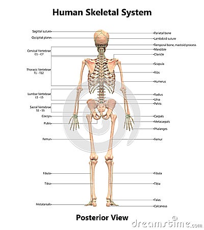 Human Body Skeleton System posterior View Anatomy Stock Photo