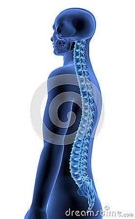 The Human Body - Spine side view II Cartoon Illustration