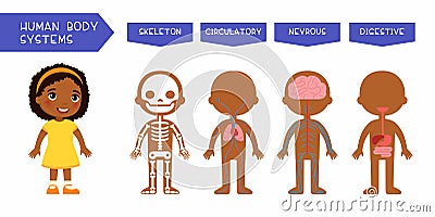 Human body systems educational kids banner flat vector template. Illustrated cute anatomy, internal organs structure for children. Stock Photo