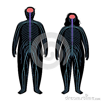 Human body systems Vector Illustration