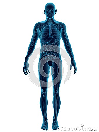 Human Body Transparent Stock Photo