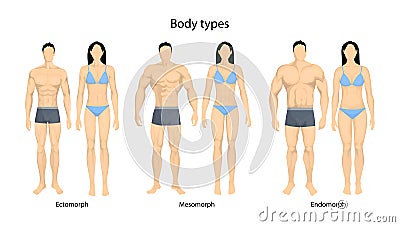 Human body types. Vector Illustration