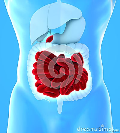 Human body view of lower gastrointestinal tract and small intestine. Stock Photo