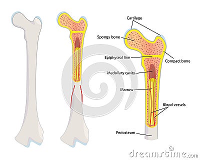 Human bone anatomy, Vector Illustration