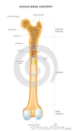 Human bone anatomy Cartoon Illustration