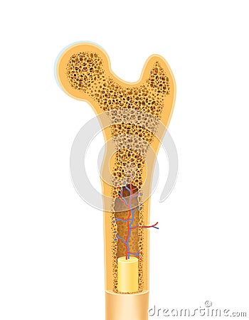 Human bone anatomy Vector Illustration