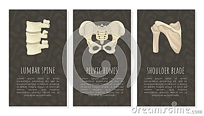 Human bones card templates set. Lumbar spine, pelvic bones, shoulder blade. Orthopedics, traumatology and rheumatology Vector Illustration