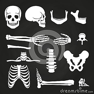 Human bones collection on chalkboard Vector Illustration