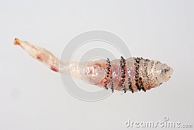 Human botfly larva Dermatobia hominis Stock Photo