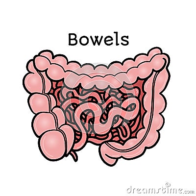 Human bowels, intestines, anatomical vector illustration Vector Illustration