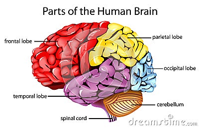 Human Brain Royalty Free Stock Photo - Image: 24746545