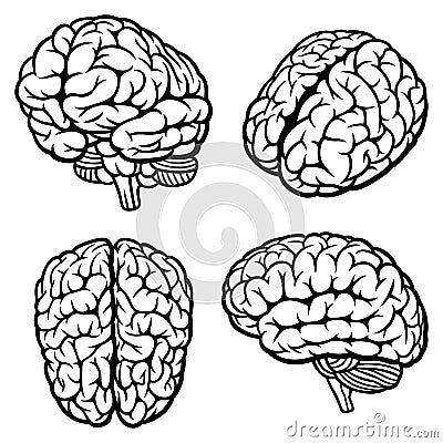 Human Brain Vector Illustration