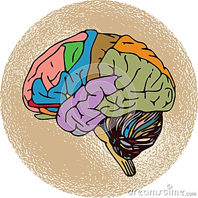 Human Brain Stock Photo