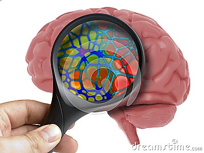 Human Brain Analyzed with magnifying inside isolated Stock Photo