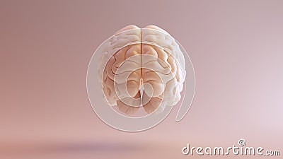 Human brain Anatomical Model Cartoon Illustration