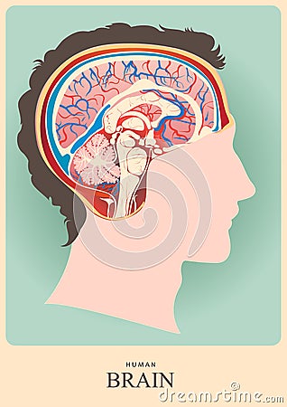 Human Brain Vector Illustration