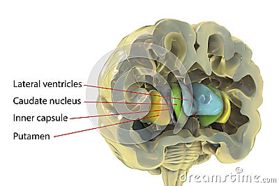 Human brain anatomy, basal ganglia, 3D illustration Cartoon Illustration