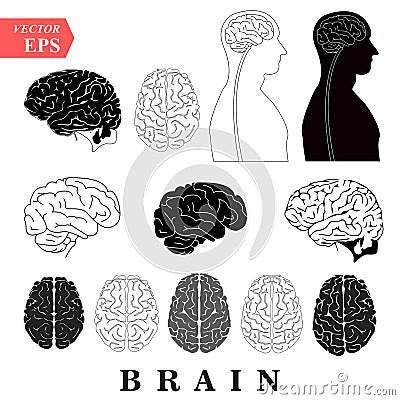 Human Brain Anatomy Collection set anterior inferior lateral and sagittal views spinal cord start lobes temporal frontal limbic pa Stock Photo