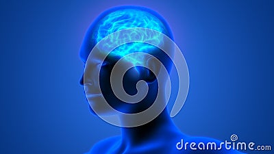 Human Brain Anatomy Stock Photo