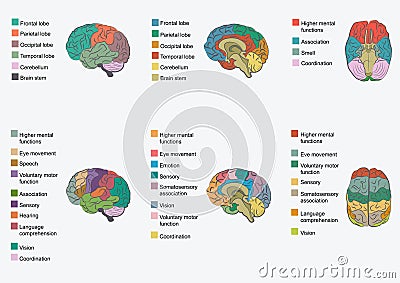 Human brain anatomy, Vector Illustration