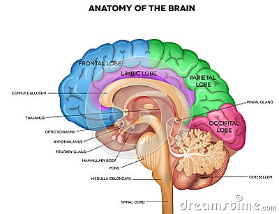 Human brain anatomy Vector Illustration