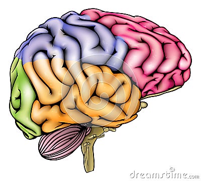 Human brain anatomy sectioned Vector Illustration