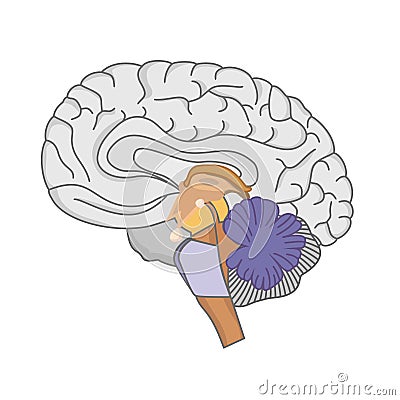 Human brain anatomy. Human brain on white background. Vector Illustration