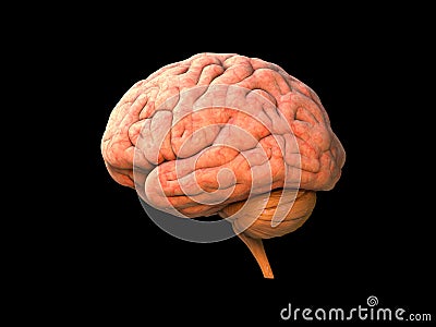 Human brain anatomy Stock Photo