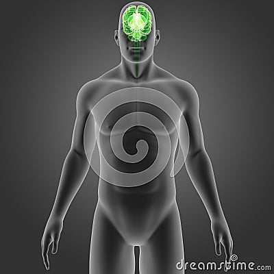 Human Brain with Body Anterior view Stock Photo