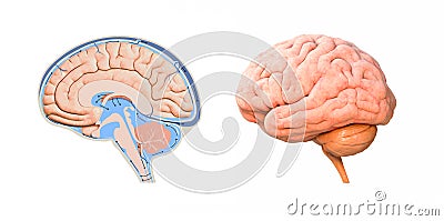 Human brain cross section diagram. 3d render Cartoon Illustration
