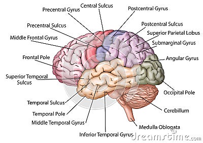 Human brain / descriptions Stock Photo