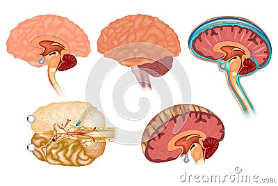 Human brain detailed anatomy Vector Illustration